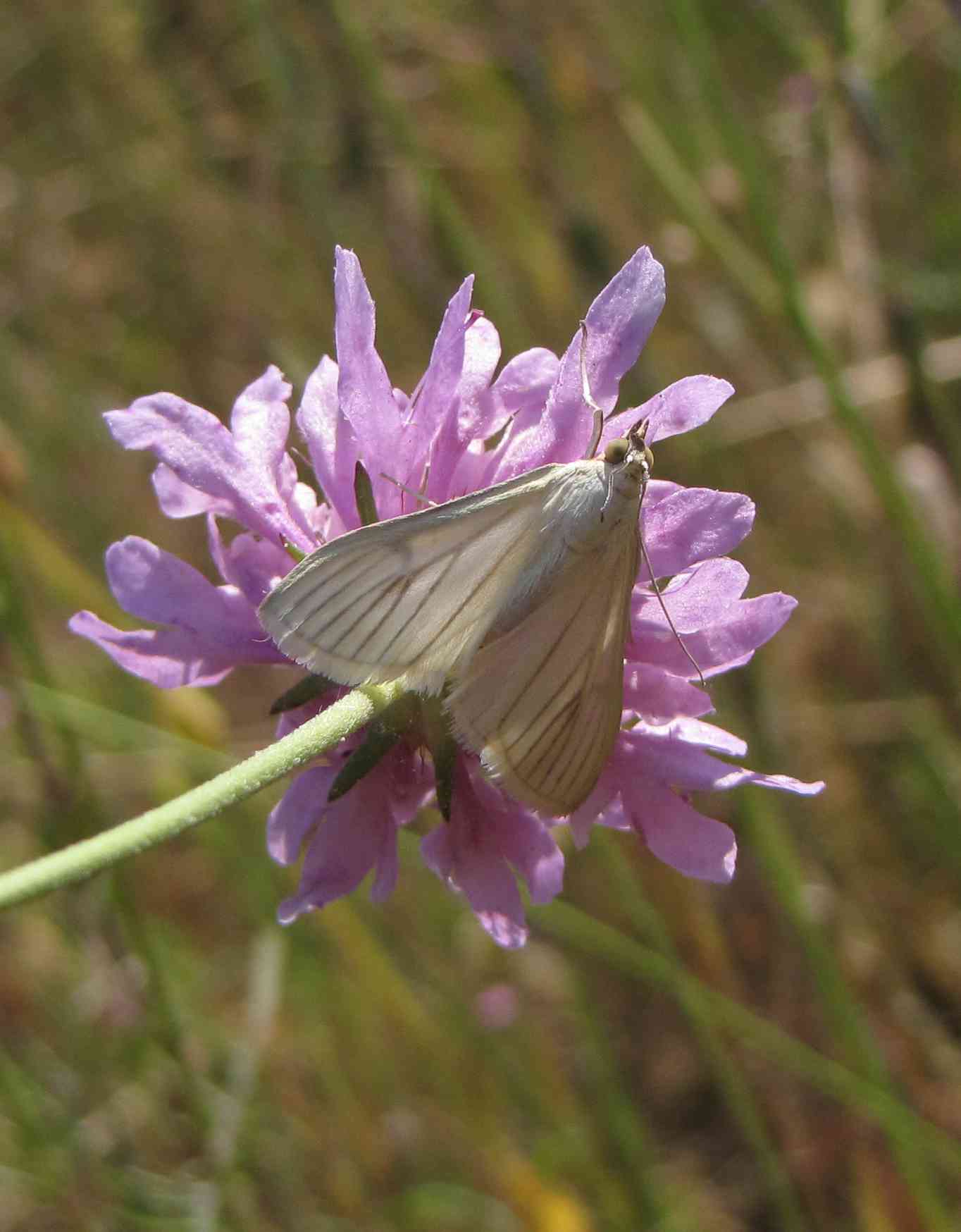 falena : Sitochroa palealis